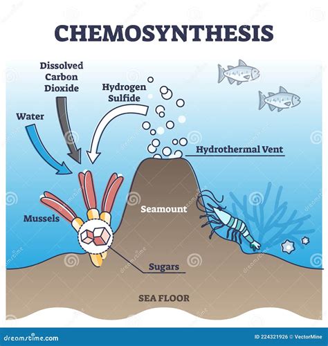 Chemosynthesis Process with Energy from Hydrothermal Vent Outline ...