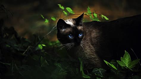 Blue Eyes Black Cat Artistic Image HD Cute Cat Wallpapers | HD ...