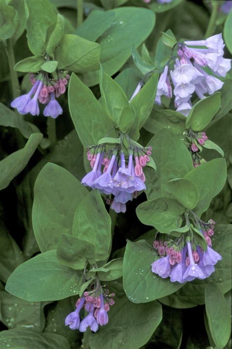 Virginia Bluebells (Mertensia virginica) - suggests some companion ...