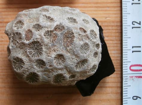 Coral - Triassic Or Cretaceous? - Fossil ID - The Fossil Forum