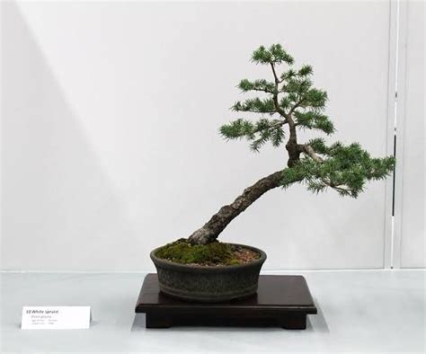 White spruce bonsai | Bonsai, Bonsai tree, White spruce