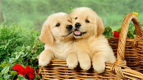 Cute Puppy Wallpapers For Laptop : Puppies Cute Puppy Wallpaper Baby ...