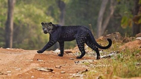 Leopardo negro: una belleza extraña