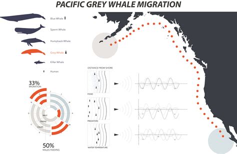 Pacific Whale Migration