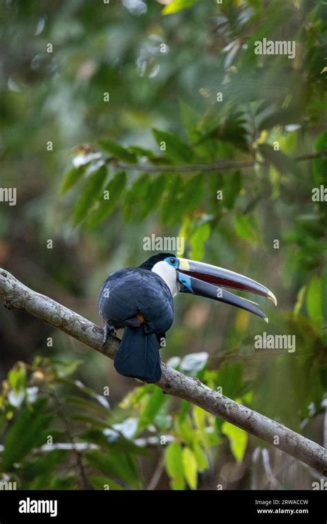 Beautiful view to White-throated Toucan (Ramphastos tucanus) in the ...