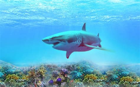 Shark 4K Wallpapers - Top Free Shark 4K Backgrounds - WallpaperAccess