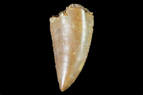 .84" Raptor Tooth - Real Dinosaur Tooth (#102393) For Sale - FossilEra.com