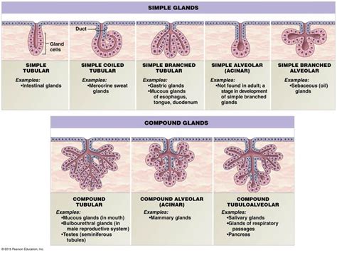 A structural classification of exocrine glands. | Human anatomy and ...