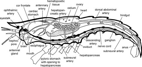 Crayfish Internal Anatomy Dorsal