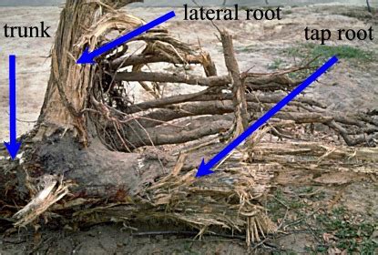 Root depth - Root growth after planting - Roots - Landscape plants ...