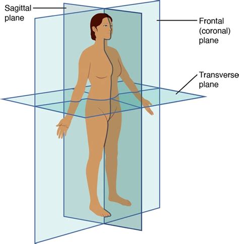 Thigh Anatomy Transverse Plane