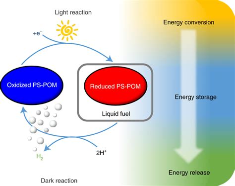 Schematic illustration of the coupled light and dark reaction In the ...