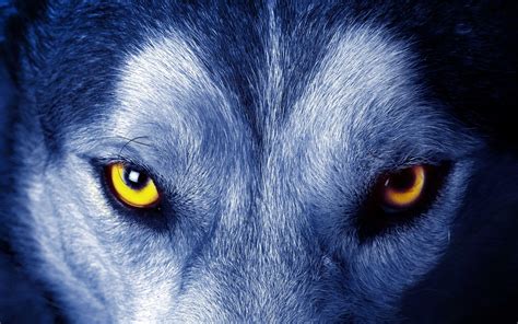 Wolf Eyes Wallpapers - Wallpaper Cave