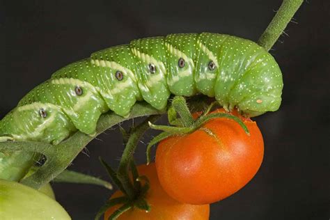 How to Identify and Control Tomato Hornworms | Gardener’s Path