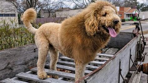 Dog Haircut Like Lion - which haircut suits my face