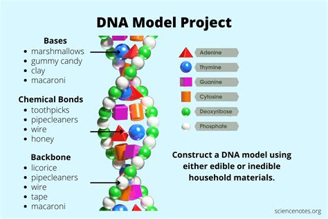 DNA Model Project - 3 Easy Methods