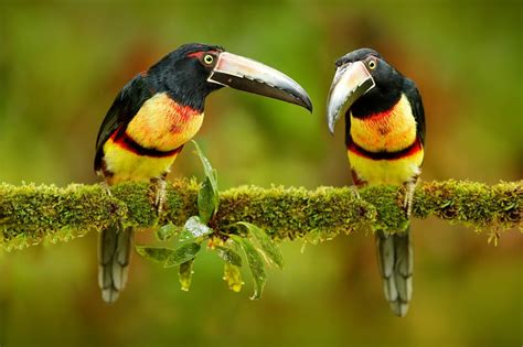 Amazon Rainforest Birds: Species List & Top 10 - Rainforest Cruises