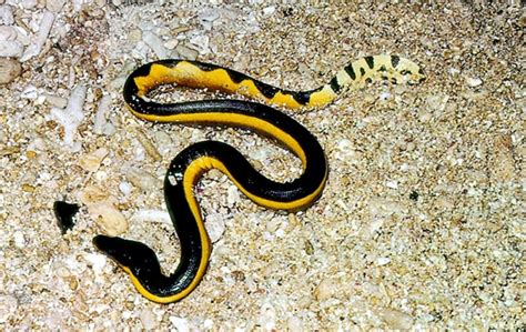 Yellow-bellied Sea Snake – "OCEAN TREASURES" Memorial Library