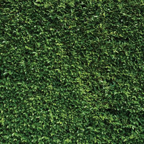 Amazon.com : SJOLOON 8X8ft Green Leaves Backdrop Grass Backdrop Natural ...