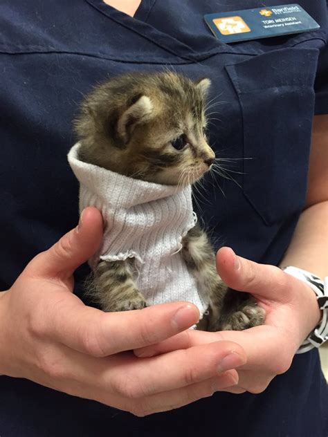 This Kitten Wearing a Sock like a Turtleneck Sweater is the Cutest ...