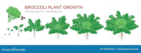 Plant Growth Stages Infographics. Vector Modern Poster Showing Six ...