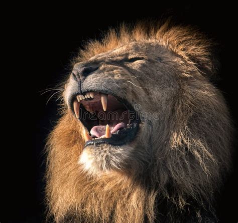 Roaring Lion Black Background - lvandcola