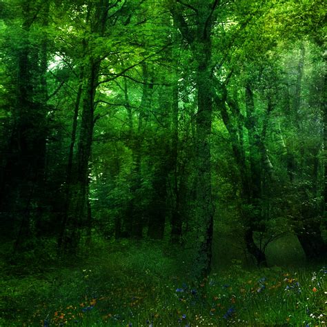 🔥 [73+] Forest Green Backgrounds | WallpaperSafari