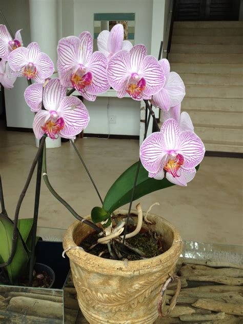 How to Prune an Orchid Plant | Recipe | Orchid plants, Orchids, Plants