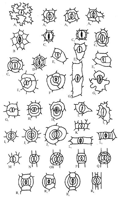 Stomata in Dicots – PLANT STOMATA ENCYCLOPEDIA