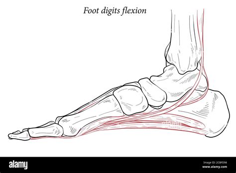 Medical illustration of Foot digits flexion muscles acting on the foot ...