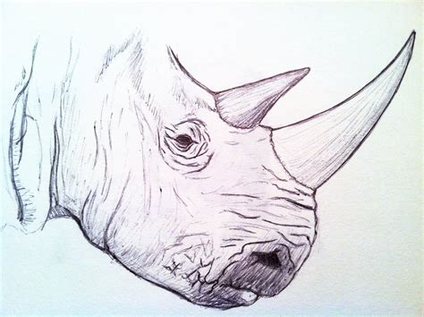 Rhino Head Drawing at GetDrawings | Free download