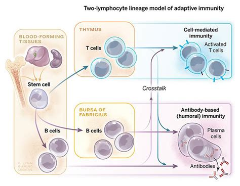 Humoral Immunity Vs Cell Mediated Immunity