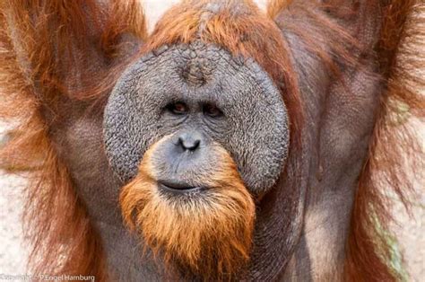 Bornean Orangutan - Profile | Facts | Diet | Habitat | Endangered ...