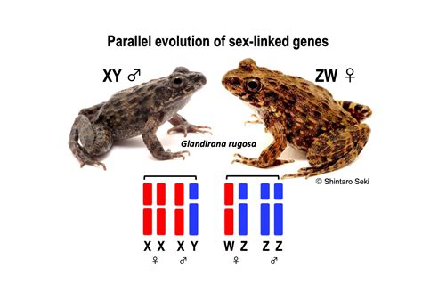 Parallel Evolution