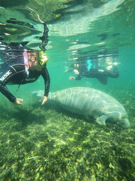 5 of the Best Reasons to Enjoy Crystal River Manatee Tours