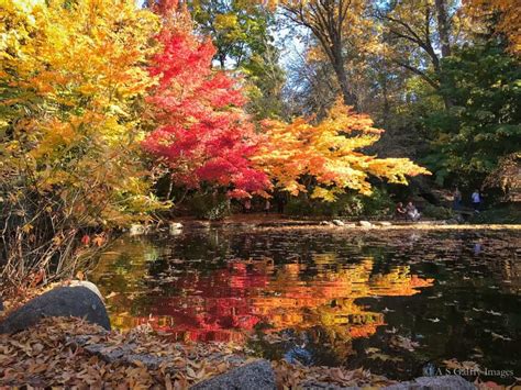 Fall Foliage in Southern Oregon: When and Where to See It