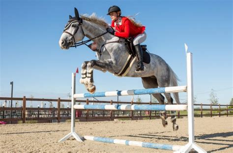 Best Horses for Jumping | PetGuide