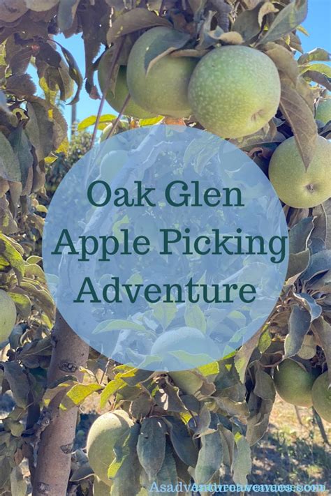 Oak Glen Apple Picking Adventure October 2020 – A's Adventure Avenues