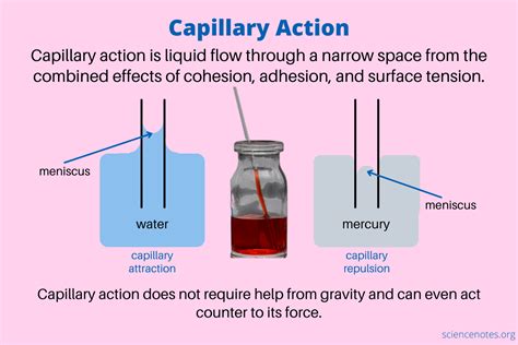 Capillary Action - What It Is and How It Works