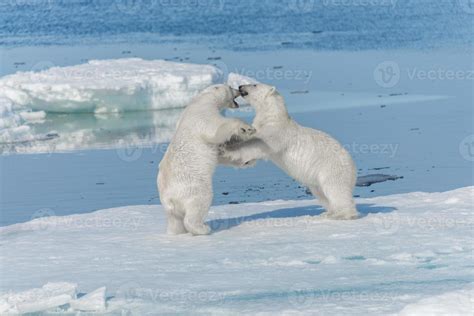 Two young wild polar bear cubs playing on pack ice in Arctic sea, north ...