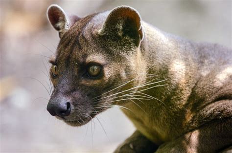 Fossa - Facts, Diet, Habitat & Pictures on Animalia.bio | Animal tshirt ...