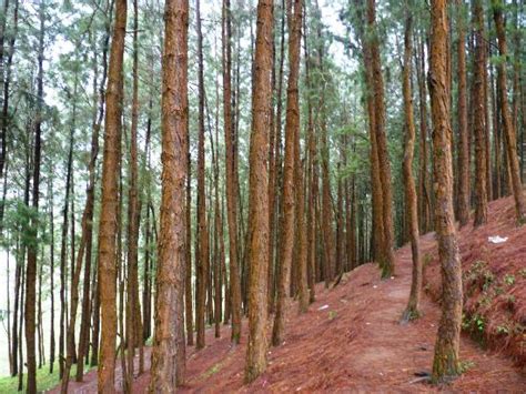 Vagamon Pine Forest - 2020 All You Need to Know BEFORE You Go (with ...