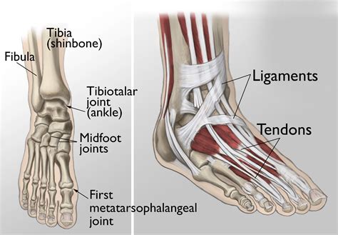 Arthritis of the Foot and Ankle - OrthoInfo - AAOS