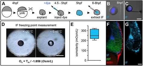 Measurements of interstitial fluid osmolarity. (A) Schematic ...