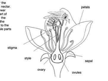 Life Cycle of a Tree: Reproduction | Teaching Resources