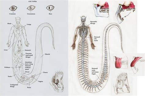 How Snakes Mate Diagram