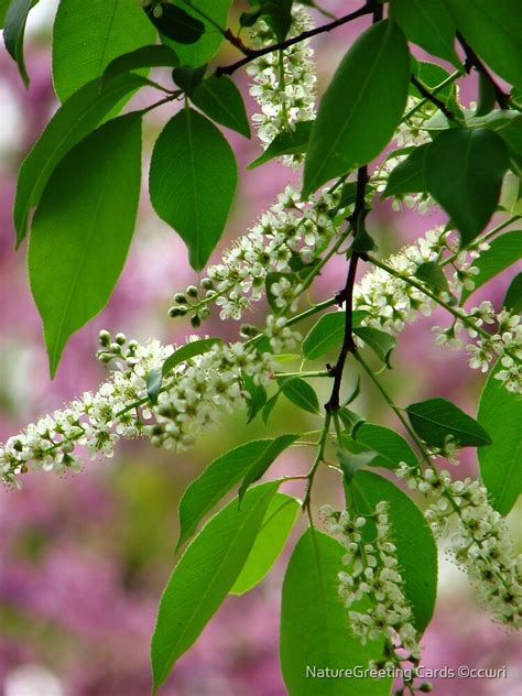 "Wild Cherry Tree Blossoms" by NatureGreeting Cards ©ccwri | Redbubble