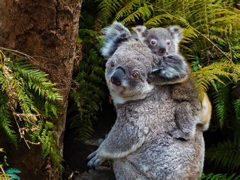 Top 10 destinations for wildlife spotting in Australia | Australasia ...