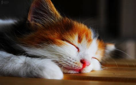 Kitten Sleeping Wallpapers HD / Desktop and Mobile Backgrounds