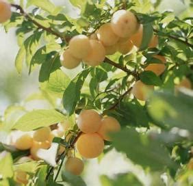 Fruit Trees Lover: How to Care for a Longan Tree